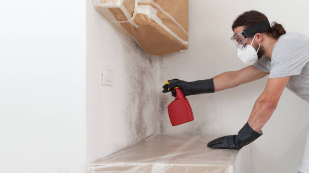 Professional Mold Inspection And Testing technician working in Horse Shoe, NC